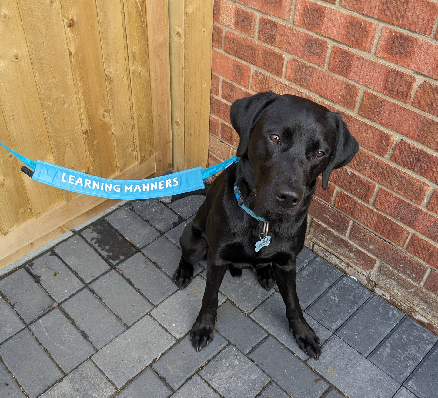 "LEARNING MANNERS" Dog lead sleeve / cover for dog leash - canine training - puppy socialising.