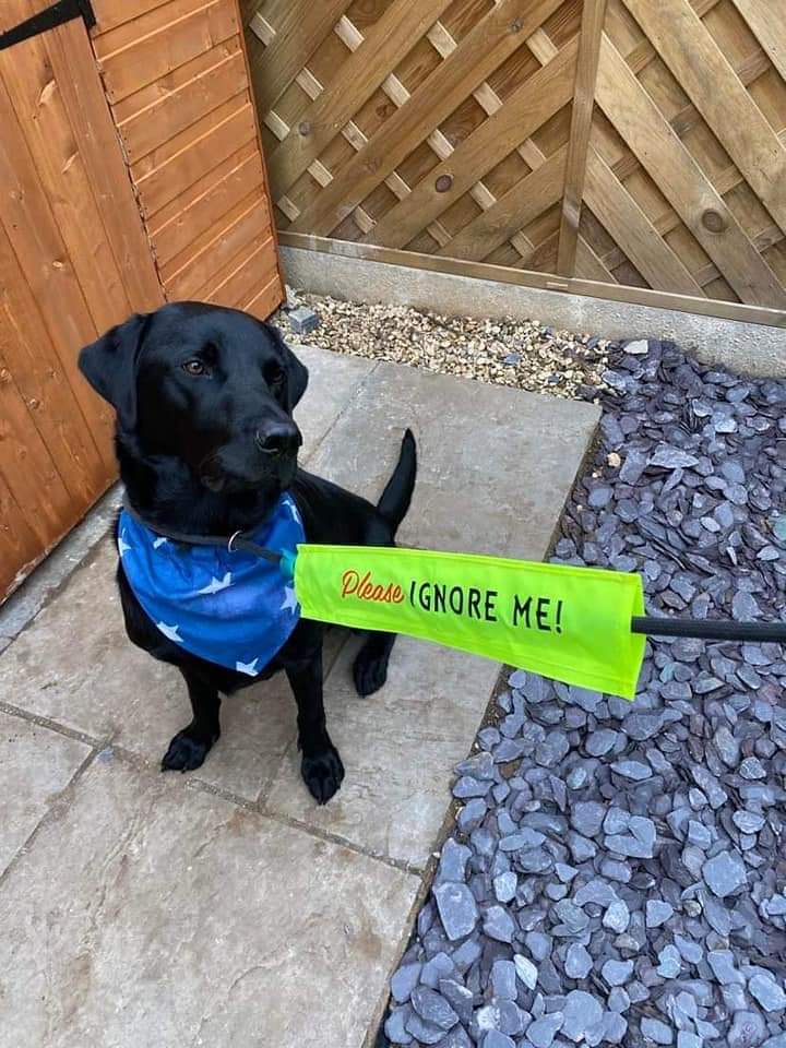 "Please ignore me" green Dog lead sleeve / cover for dog leash - canine training - puppy socialising - reactive dog - support dog
